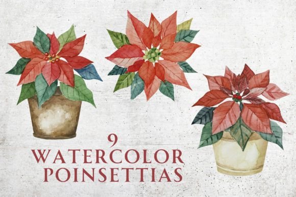 Watercolor Poinsettias for Holiday Graphics & Illustrations